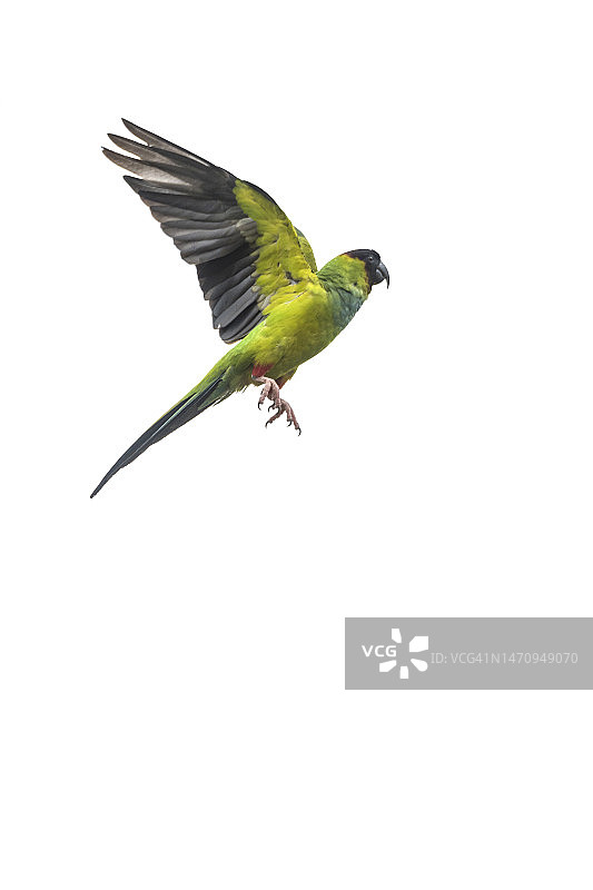 飞翔的南达锥尾鹦鹉图片素材