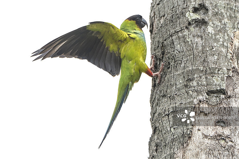 蓝头鹦哥落在棕榈树上图片素材