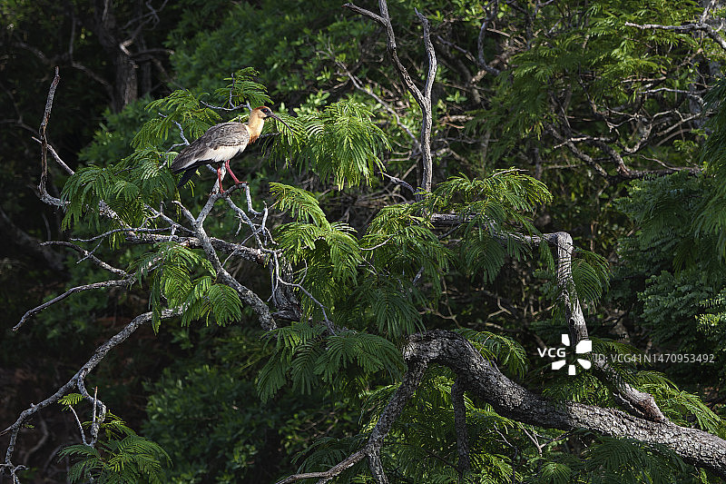 栖息在树上的裸颈鹭图片素材
