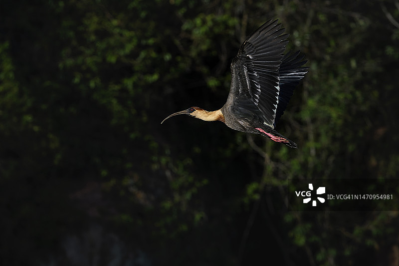 飞行中的棕颈美洲鹭图片素材