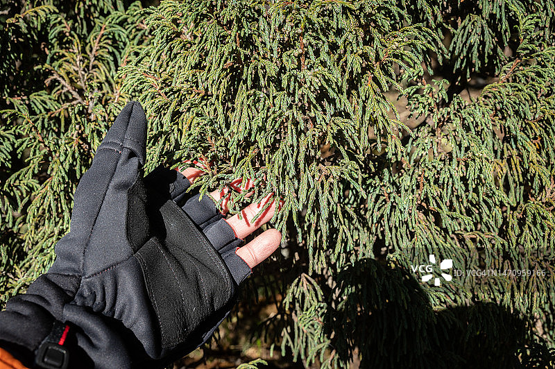 手持杜松叶，用于寺庙的净化仪式图片素材