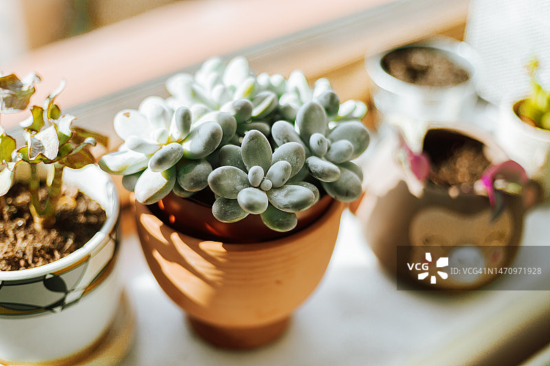 居家多肉盆栽图片素材