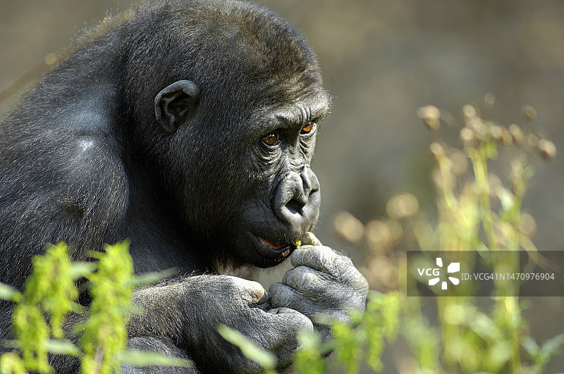 雌性西方低地大猩猩图片素材
