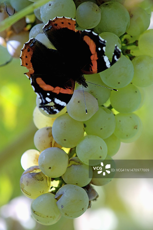 红蛱蝶图片素材