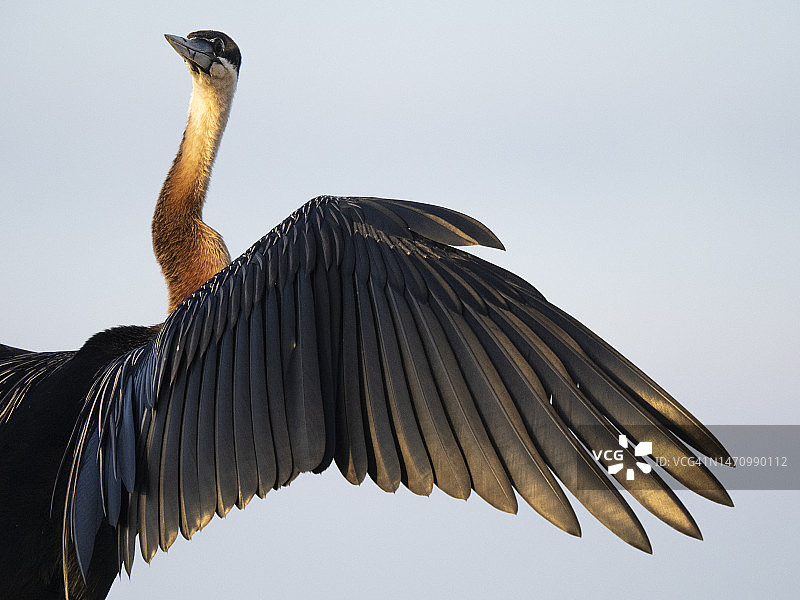 展开翅膀的非洲蛇鹈特写图片素材