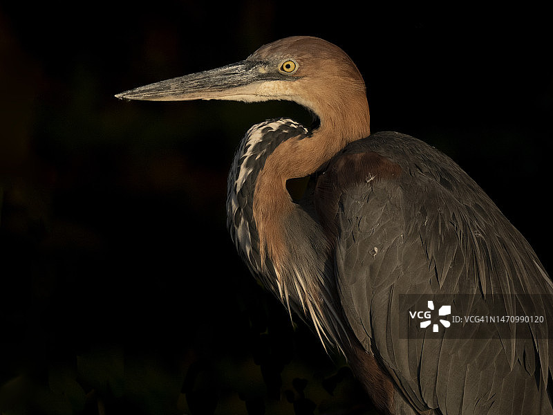 巴林戈湖中的歌利亚鹭图片素材