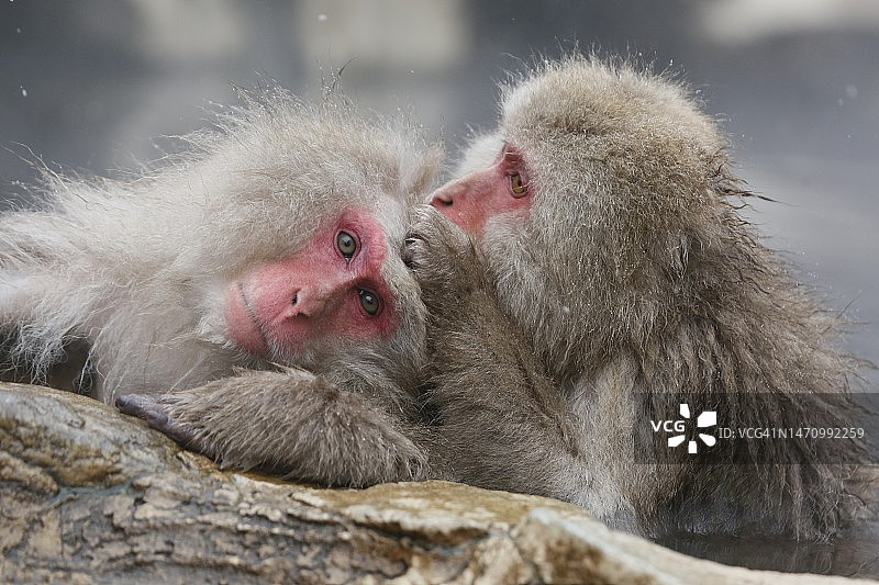 猕猴梳理毛发图片素材