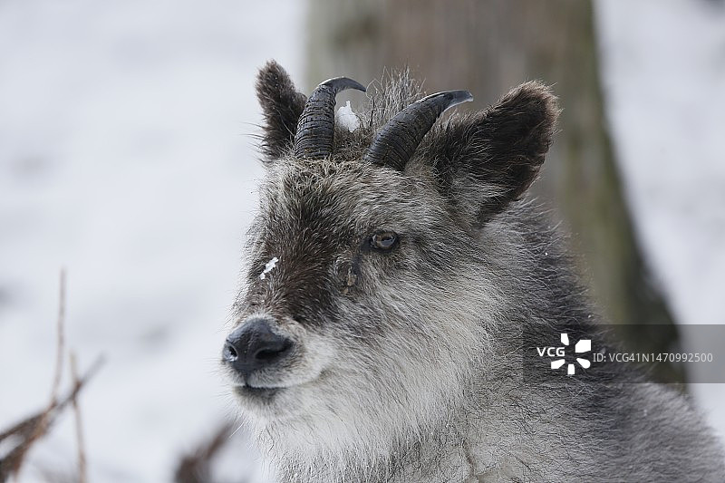 日本羚羊图片素材