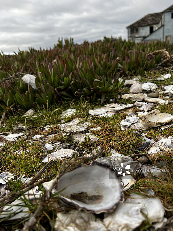加州托马莱斯生蚝壳图片素材