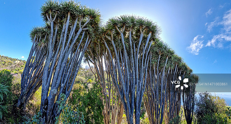 西班牙加那利群岛拉帕尔马岛拉斯特里西亚斯附近的龙血树图片素材