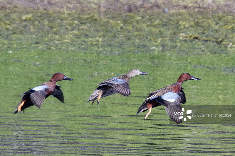 雄性和雌性肉桂色鸭子降落图片素材