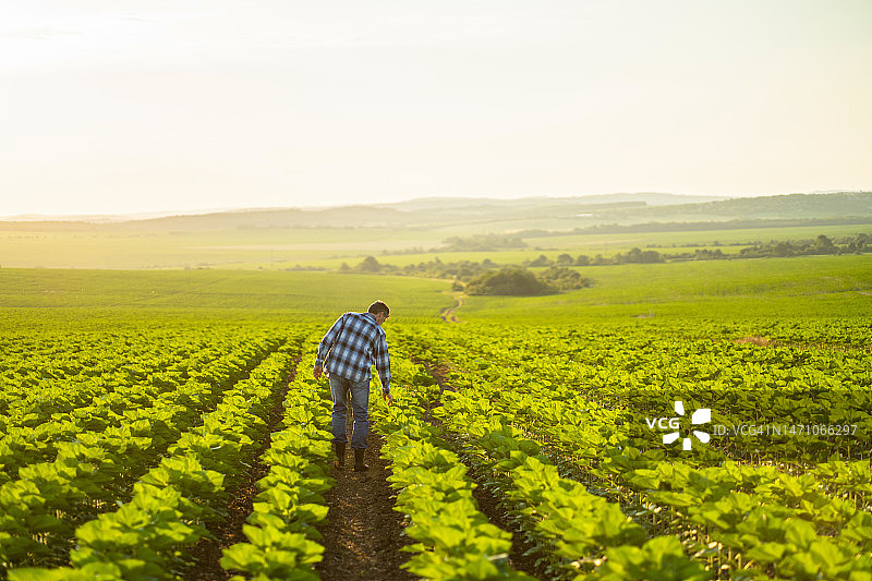 农民在向日葵幼苗田中图片素材