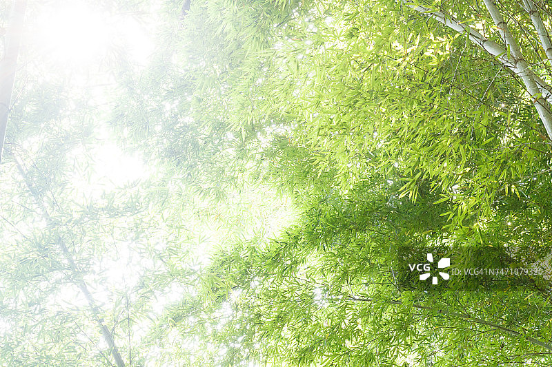 仰望竹林景观图片素材