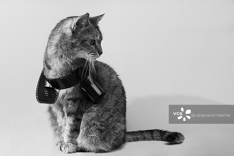 猫咪胶片摄影（黑白）图片素材