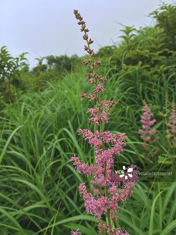 日本广岛吾妻山的野花图片素材