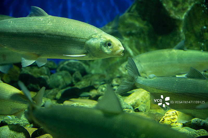 贝加尔湖的白鲑鱼图片素材