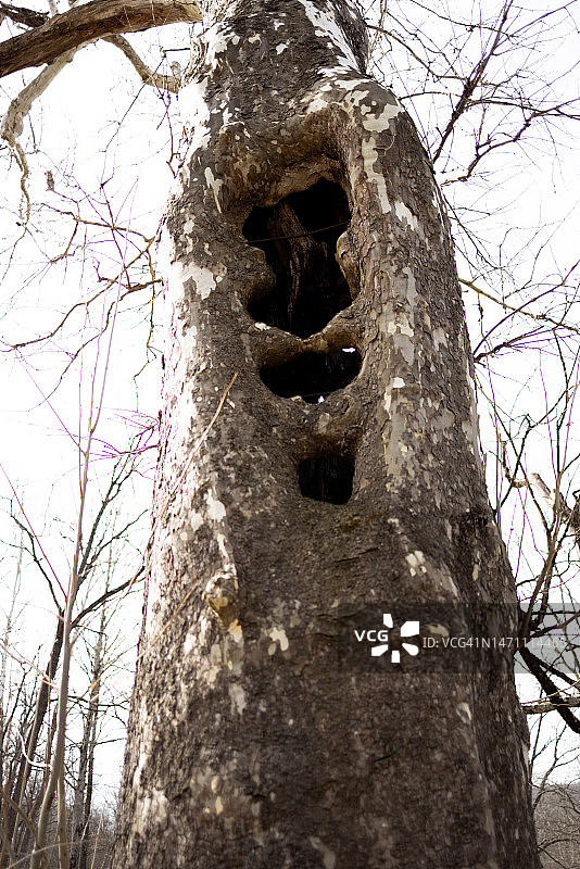 巨树上的巨大空洞景观图片素材