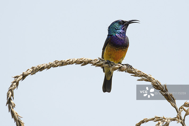 维纳斯太阳鸟栖息在树枝上图片素材