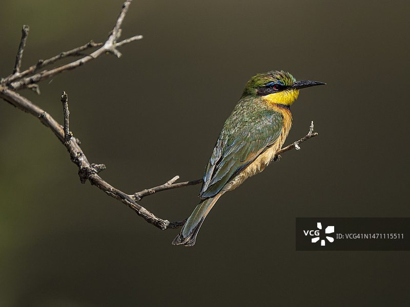 栖息在树枝上的小蜂虎图片素材