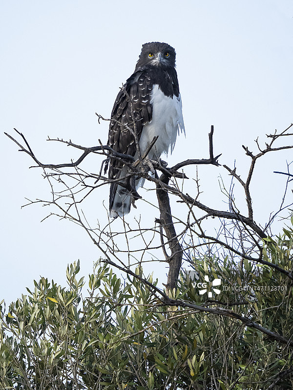 栖息在树上的黑胸蛇雕图片素材
