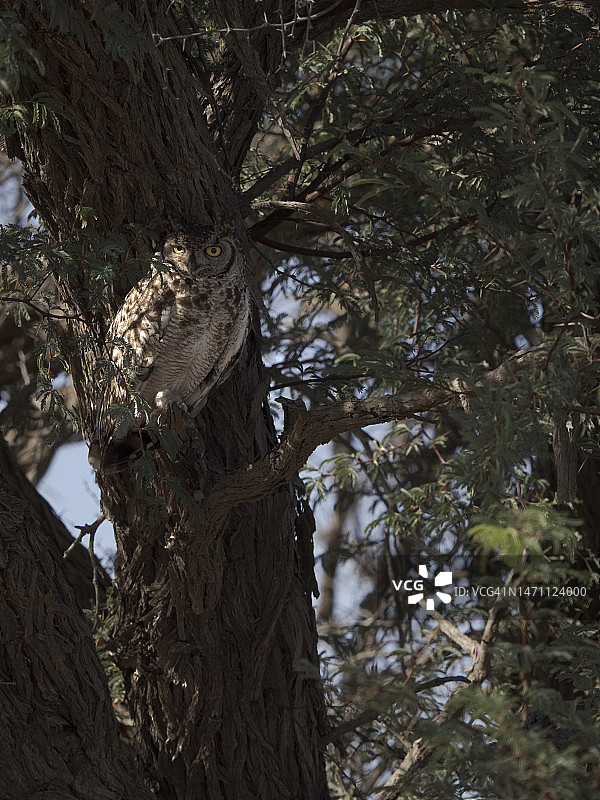 树上的斑点雕鸮图片素材