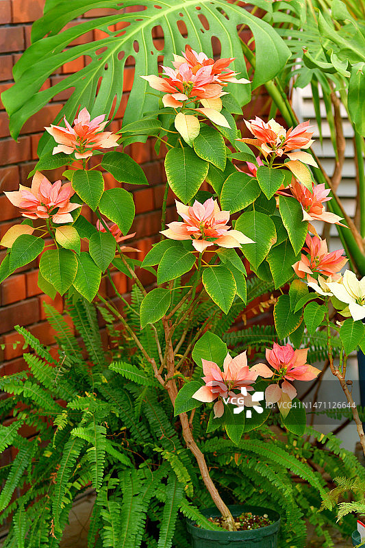 圣诞花图片素材