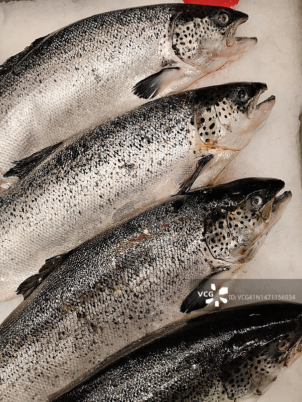 新鲜冷冻鱼图片素材