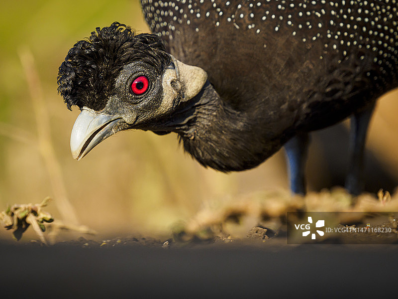 在地上觅食的南方凤头珠鸡图片素材