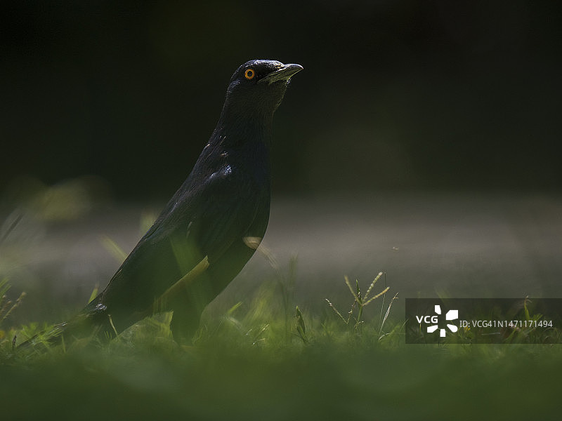 淡翅椋鸟特写图片素材