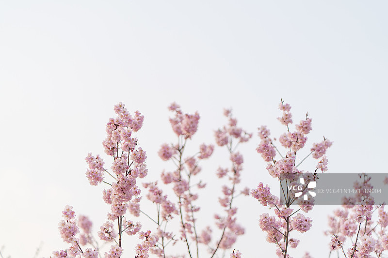 春季盛开的花朵背景图片素材