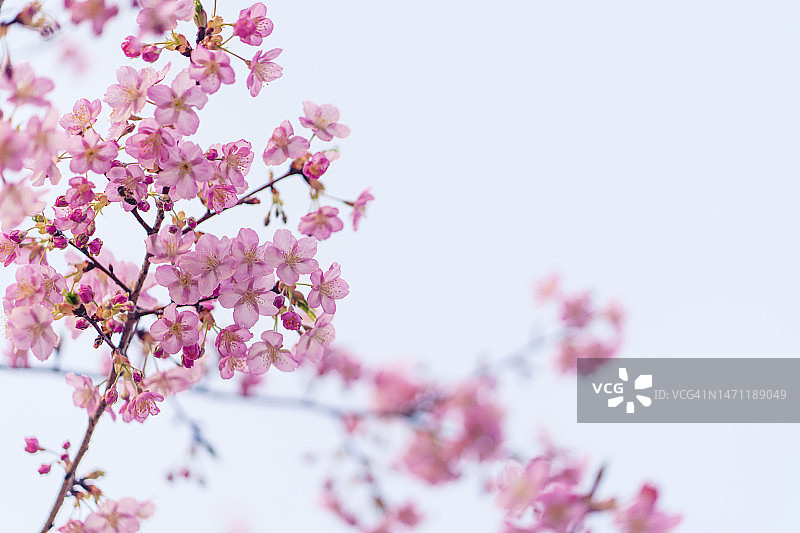 春季盛开的花朵背景图片素材