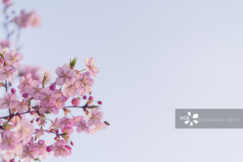 春季盛开的花朵背景图片素材