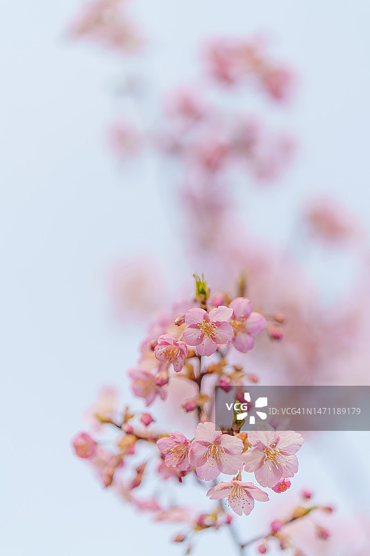 春季盛开的花朵背景图片素材