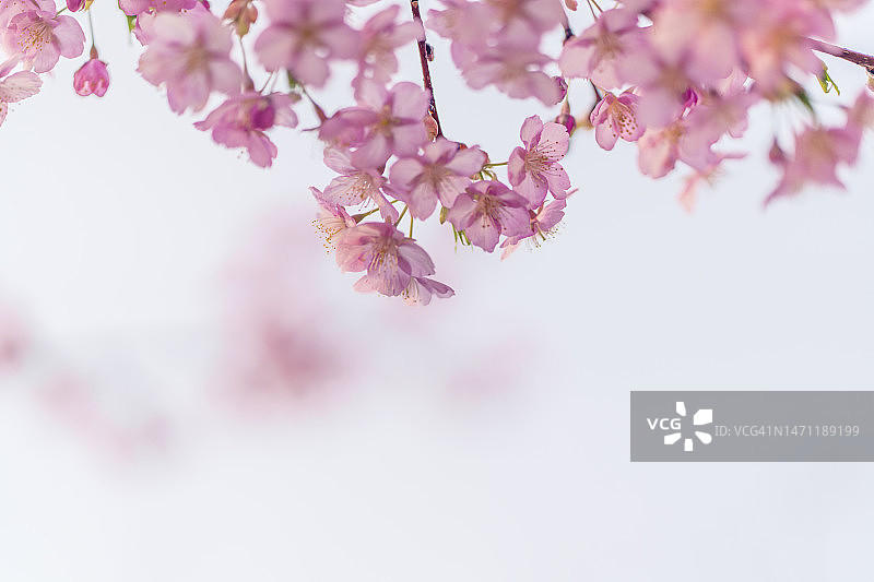 春季盛开的花朵背景图片素材