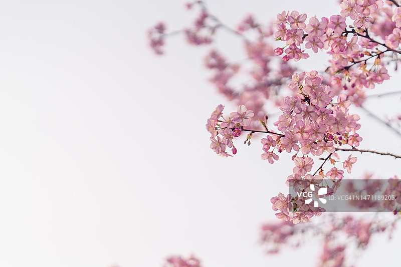 春季盛开的花朵背景图片素材