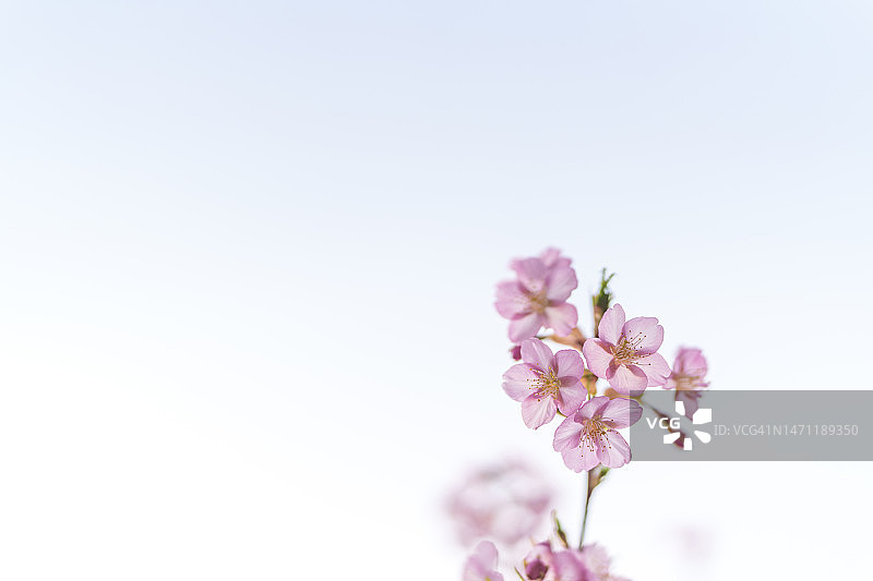 春季盛开的花朵背景图片素材