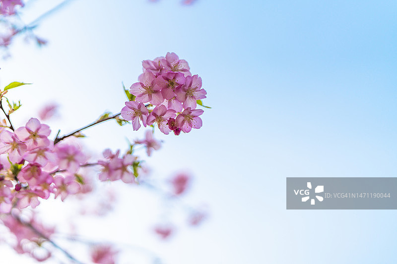 春季盛开的花朵背景图片素材