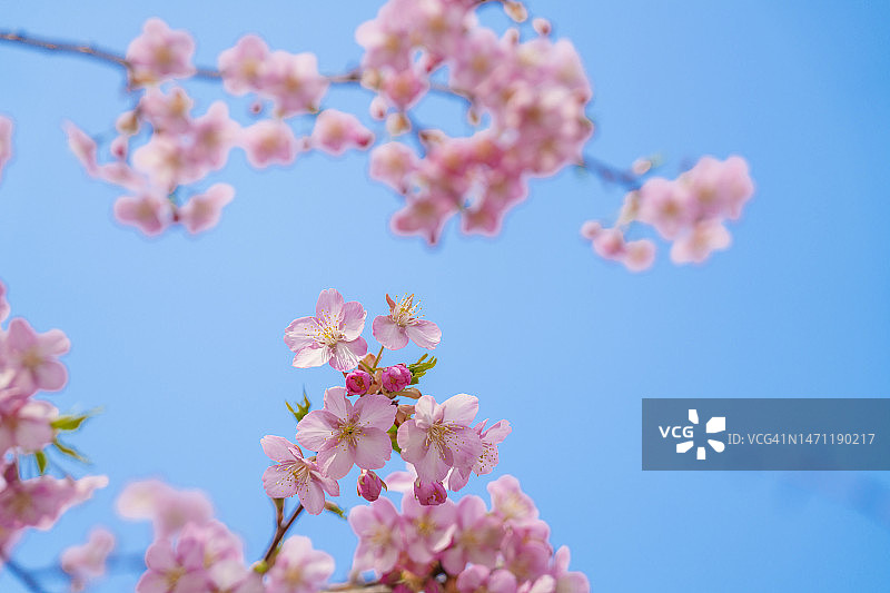 春季盛开的花朵背景图片素材