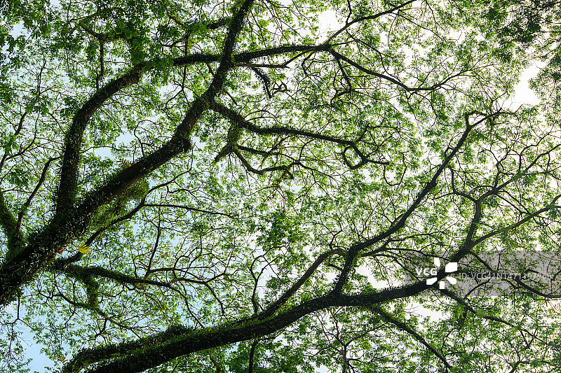 从低角度拍摄的树顶图片素材