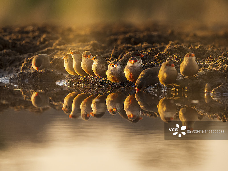 在水坑边的一群常见梅花雀图片素材