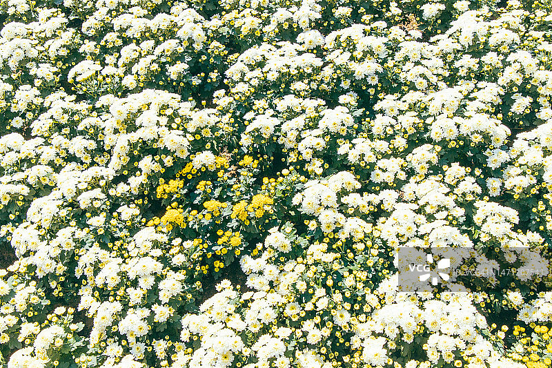 雏菊花图片素材