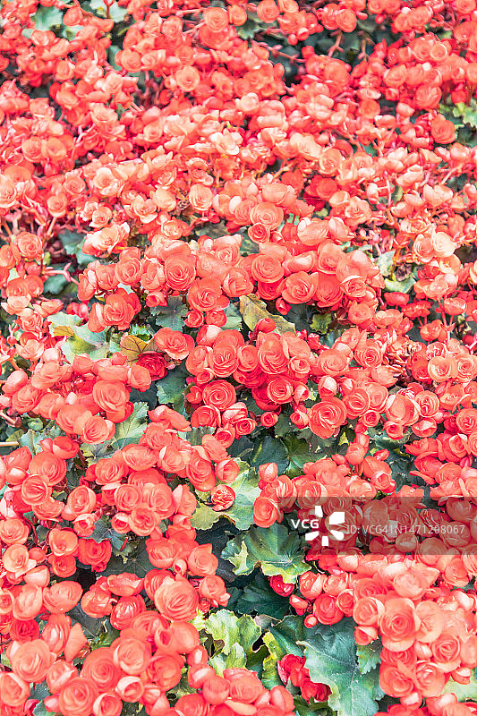 山茶花图片素材