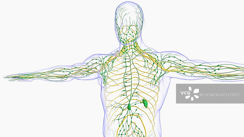 用于医疗概念的人体淋巴结解剖3D渲染图片素材