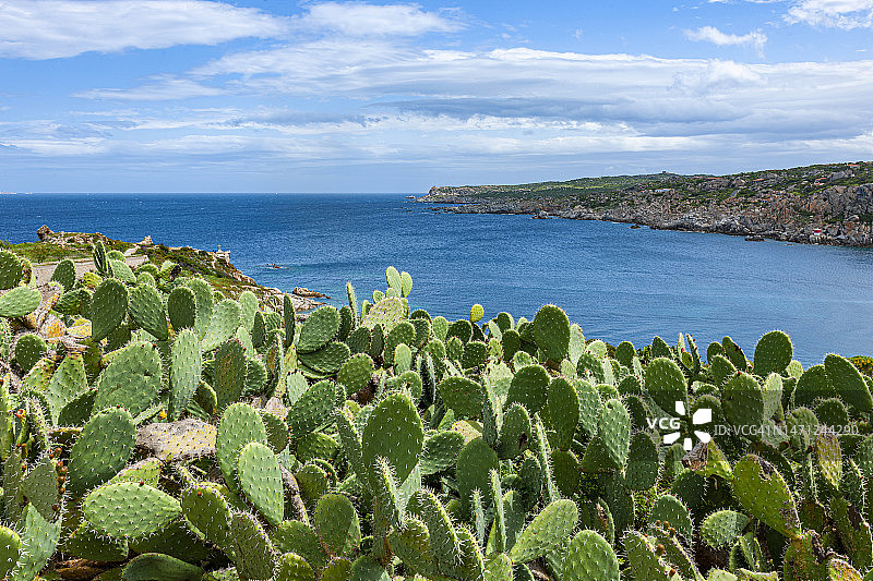 撒丁岛圣特雷莎迪加卢拉海景与仙人掌图片素材