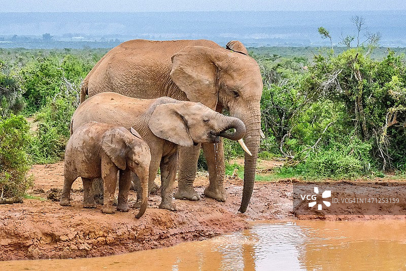 南非阿多大象国家公园-伊丽莎白港图片素材