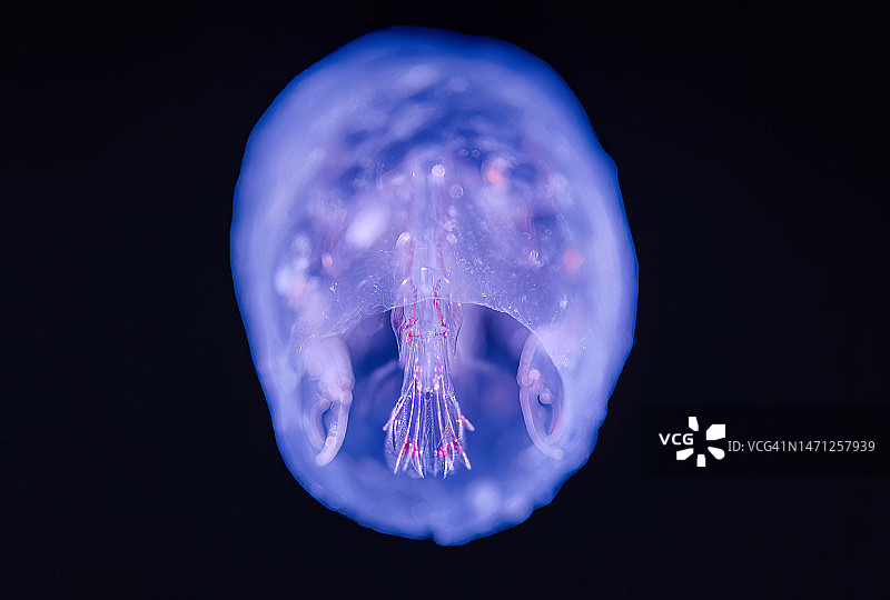 桶水蚤图片素材