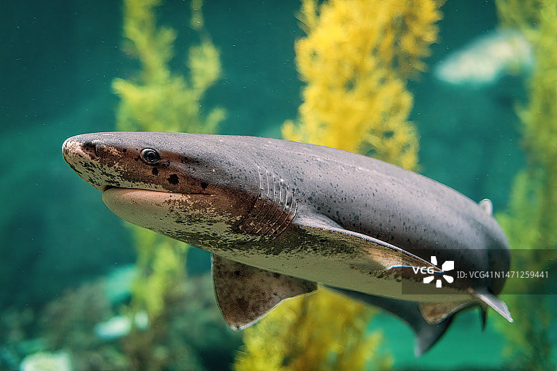 宽鼻七鳃鲨图片素材