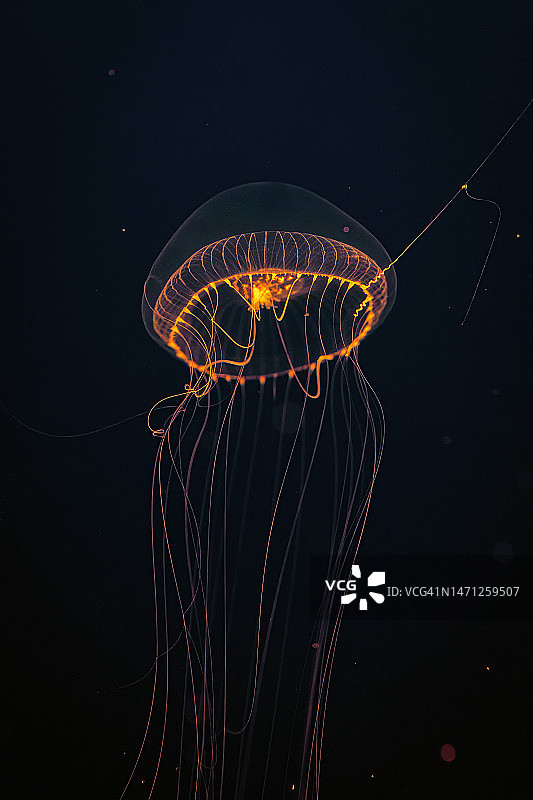 水晶维多利亚多管发光水母图片素材