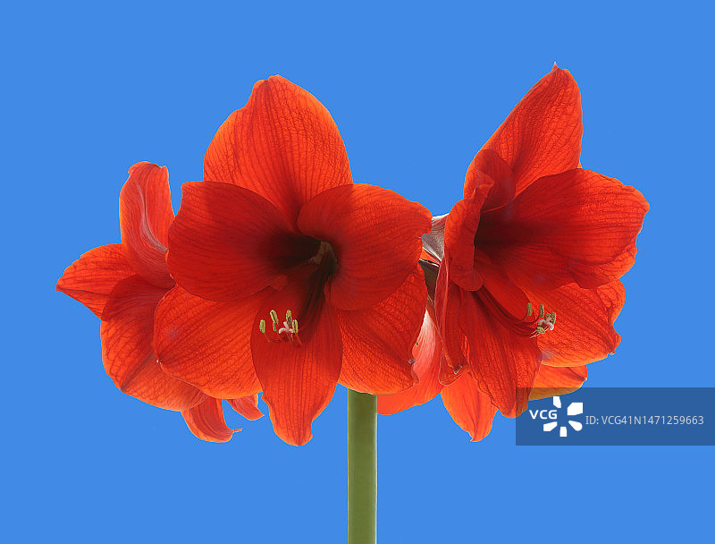 蓝色背景上的红色孤挺花特写图片素材