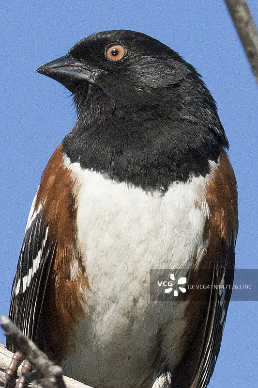 斑点金丝雀特写图片素材